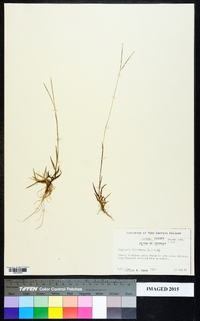 Digitaria filiformis image