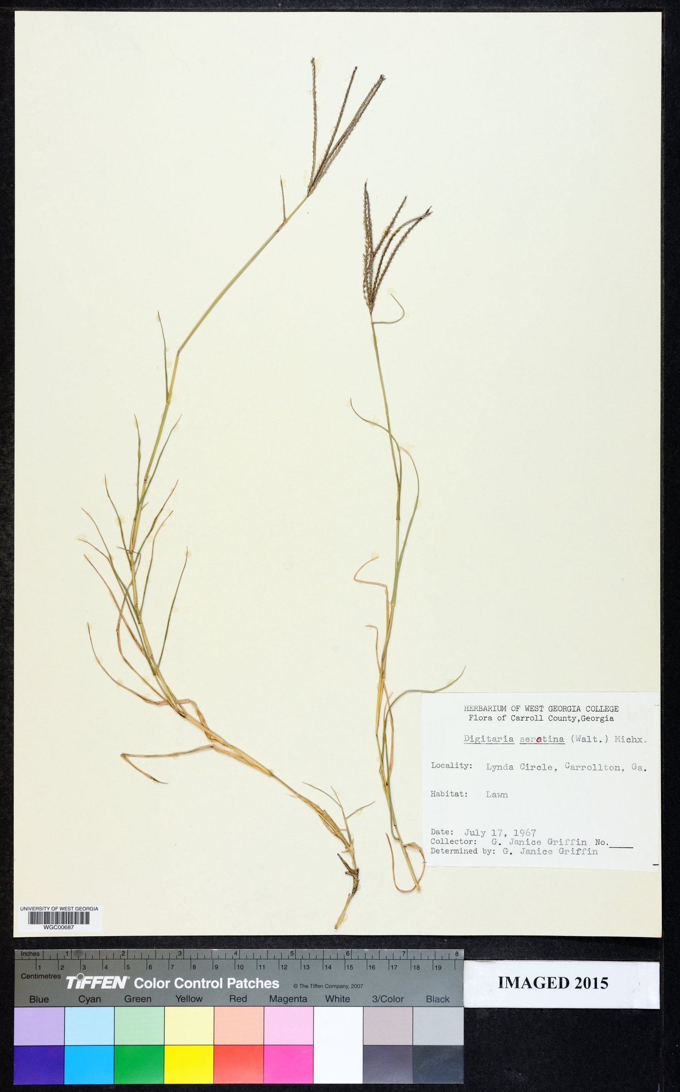 Digitaria serotina image