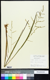 Panicum amarum image