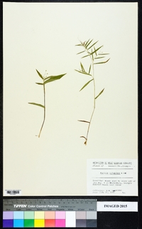 Dichanthelium laxiflorum image