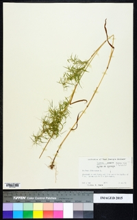 Dichanthelium dichotomum var. dichotomum image