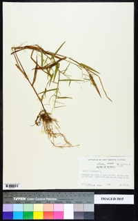 Dichanthelium dichotomum var. dichotomum image