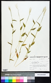 Dichanthelium dichotomum var. dichotomum image