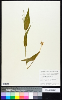 Dichanthelium scoparium image