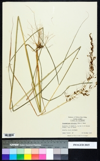 Sorghastrum elliottii image