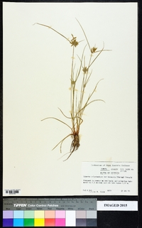 Cyperus polystachyos image