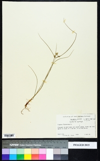 Cyperus flavescens image