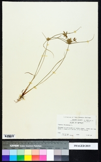 Cyperus flavescens image