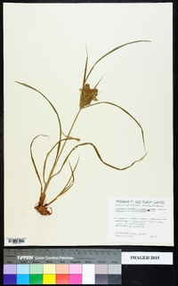 Cyperus erythrorhizos image