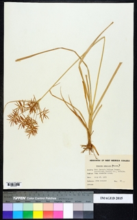 Cyperus aromaticus image