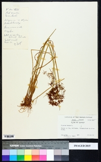 Cyperus haspan image