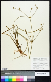 Cyperus echinatus image