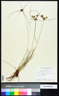 Cyperus croceus image