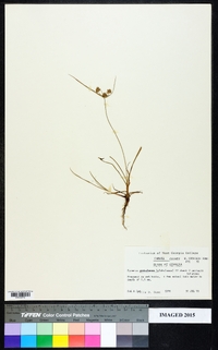 Cyperus croceus image