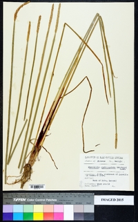 Eleocharis quadrangulata image