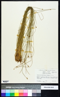 Eleocharis tuberculosa image
