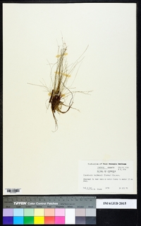 Eleocharis baldwinii image