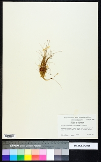 Eleocharis baldwinii image