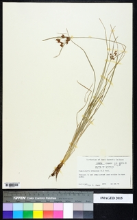 Fimbristylis dichotoma image