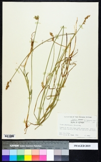 Carex albolutescens image