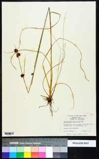 Rhynchospora cephalantha image