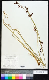 Rhynchospora glomerata image