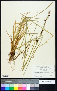 Rhynchospora glomerata image