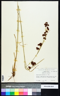 Rhynchospora glomerata image