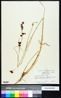 Rhynchospora glomerata image