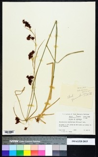 Rhynchospora capitellata image