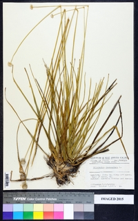 Eriocaulon decangulare image