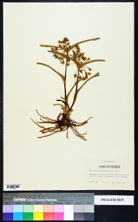 Tradescantia hirsuticaulis image