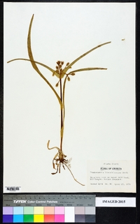 Tradescantia hirsuticaulis image