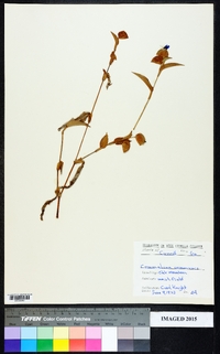 Commelina communis image