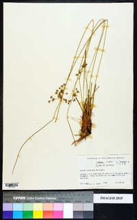 Juncus coriaceus image