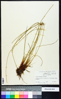 Juncus coriaceus image