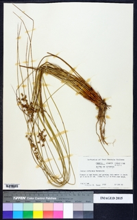 Juncus coriaceus image