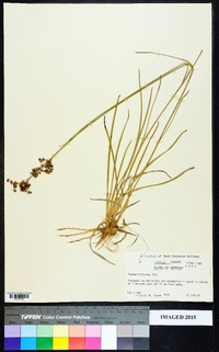 Juncus biflorus image