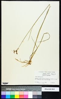 Juncus biflorus image