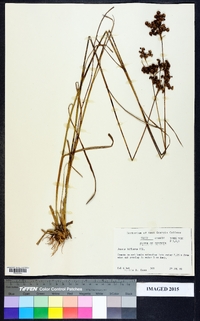 Juncus biflorus image