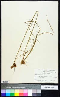 Juncus scirpoides image