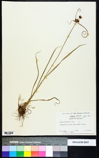 Juncus scirpoides image