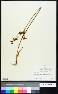 Juncus scirpoides image