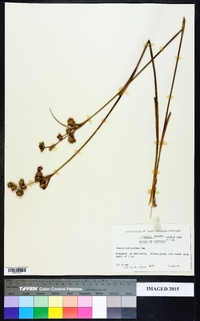 Juncus scirpoides image