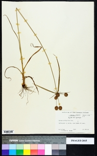 Juncus scirpoides image