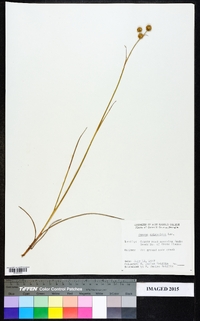 Juncus scirpoides image