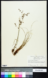 Juncus diffusissimus image