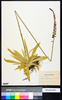 Aletris lutea image