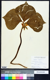 Trillium cernuum image