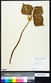 Trillium cernuum image